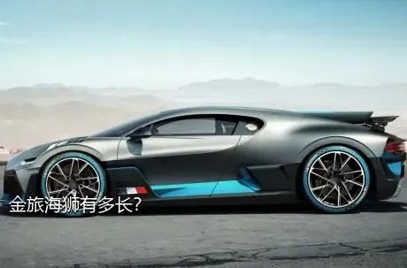 金旅海狮有多长？