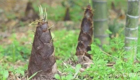 一觉醒来！国产车再次刷新最快销量纪录，半年销量100万辆